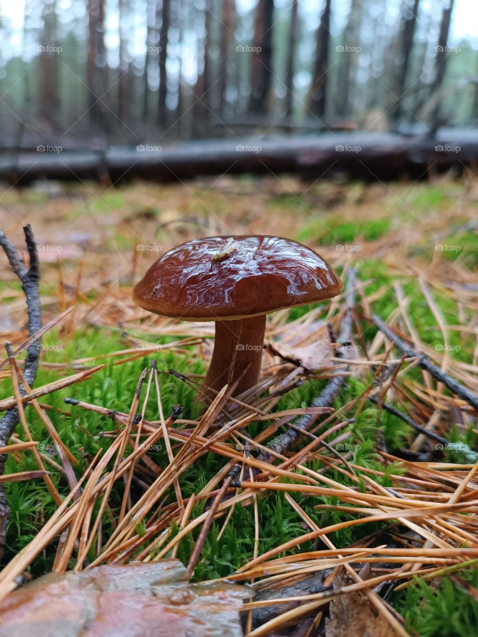 autumn mushroom