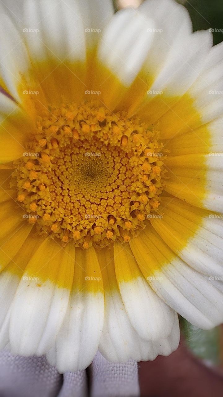 flowers micro photography