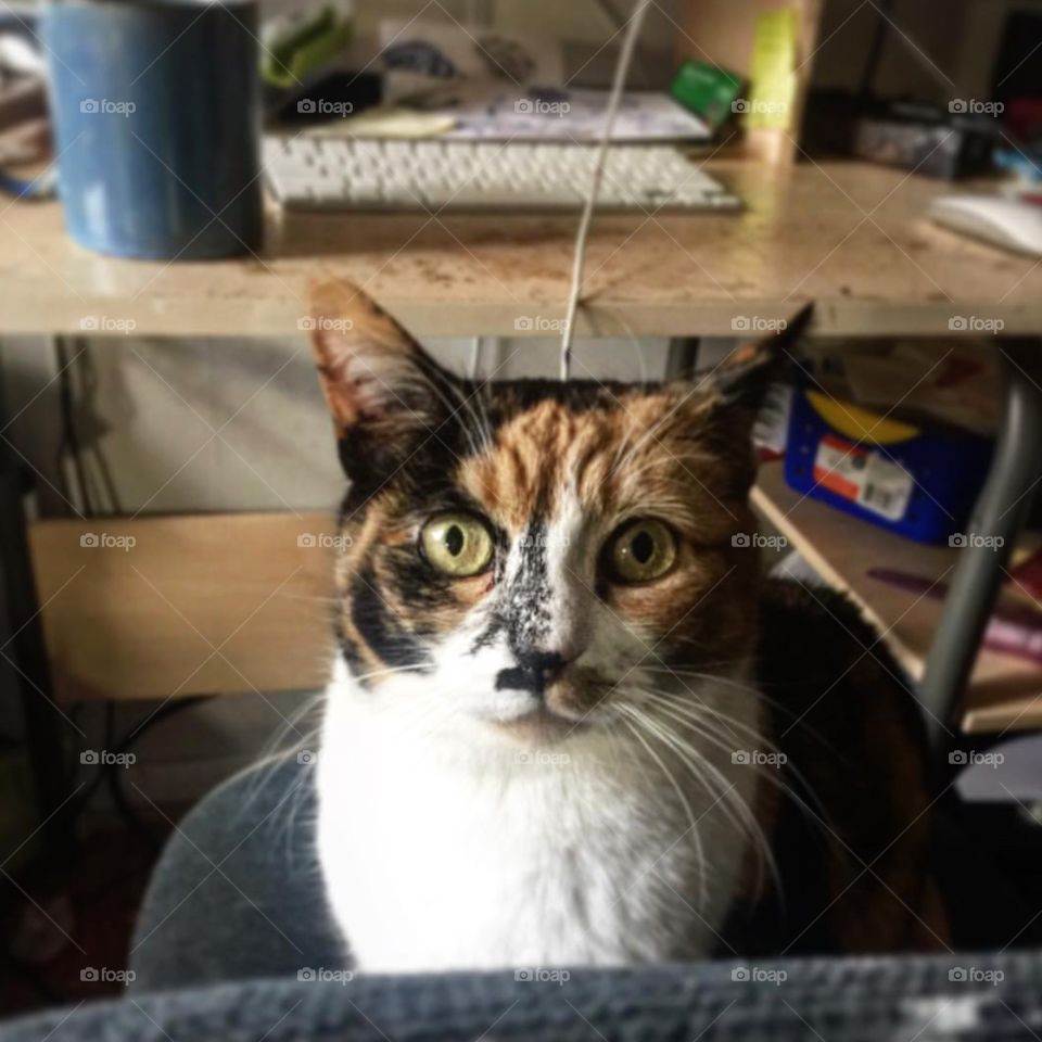 The cat is looking for attention from the home office chair 