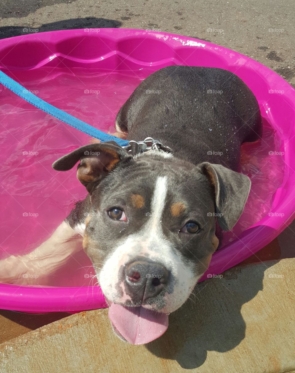 dog cooling off in pool