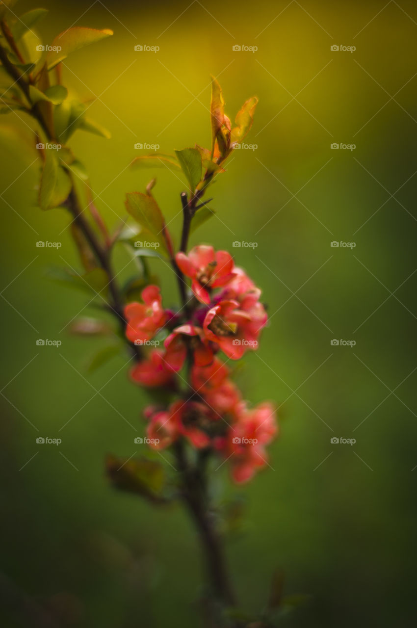 spring flowers