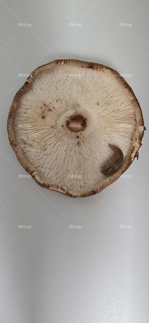 Shitake