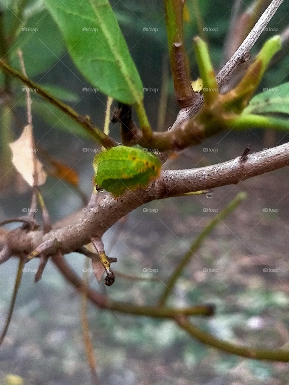 leaf caterpillar