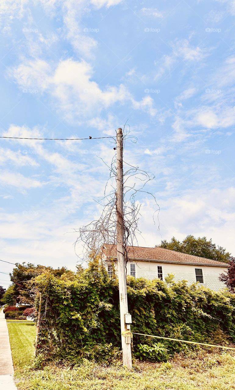 a pole with many tiny and bare tree branches