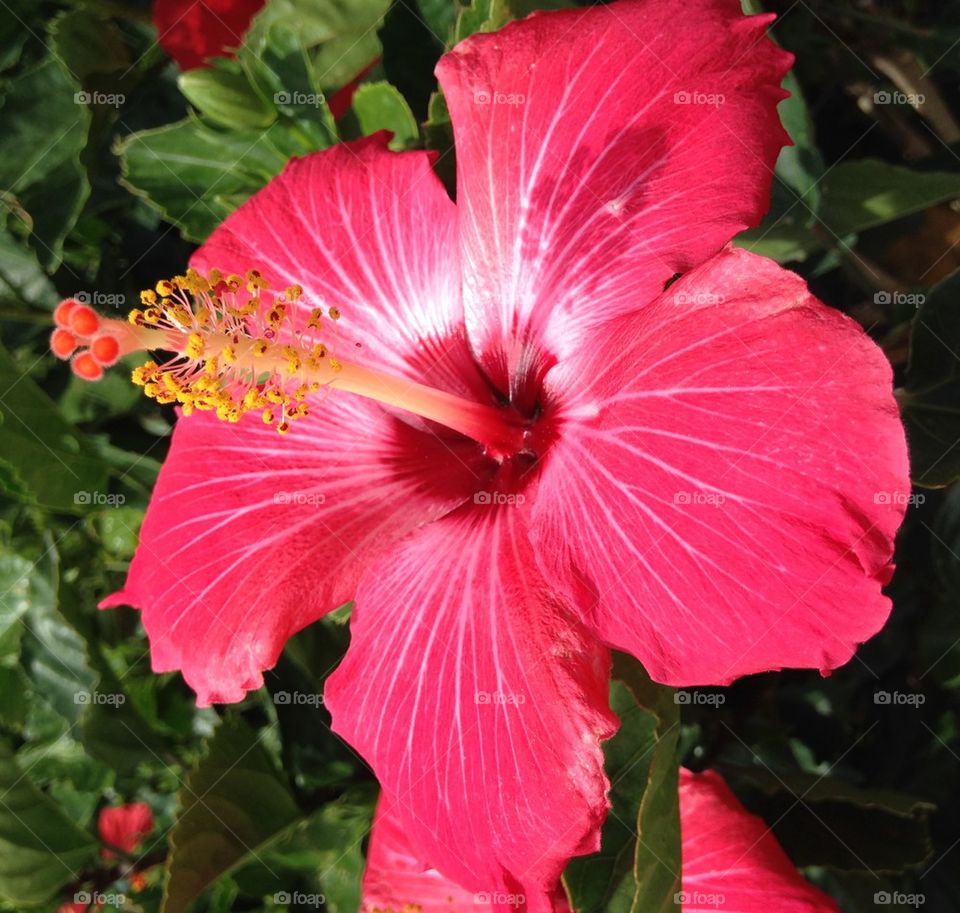 Red hibiscus flower