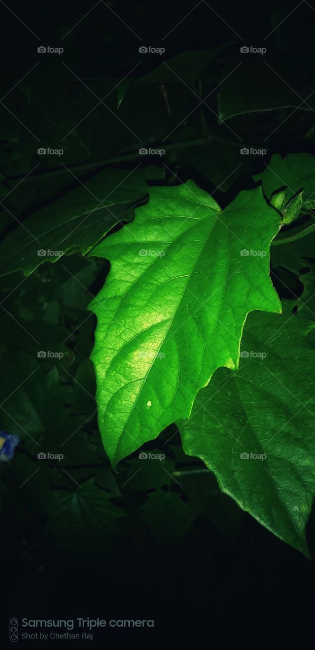 green colour signature