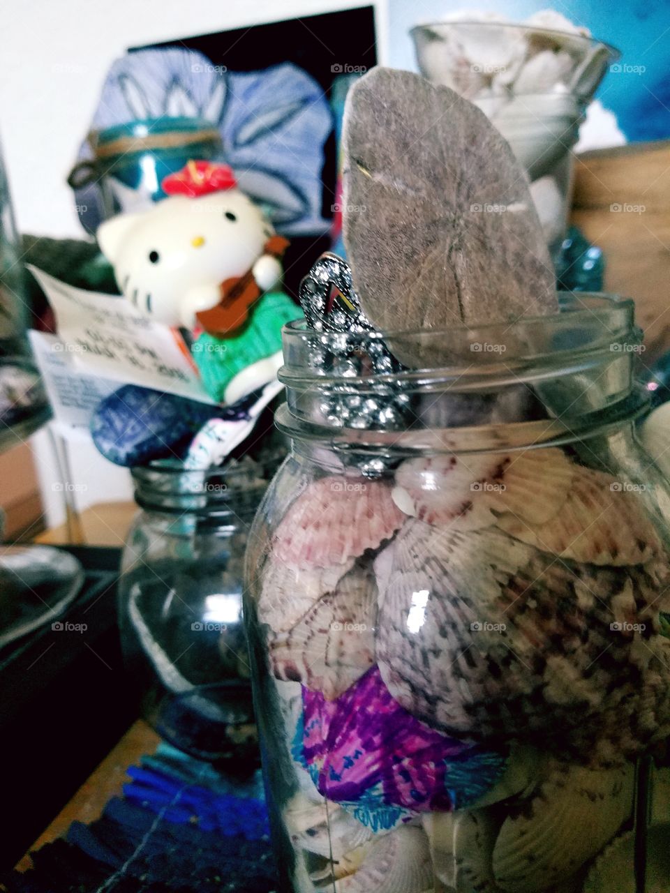 seashell display  (1 of many)