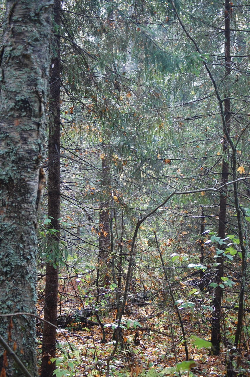Tree, Wood, No Person, Leaf, Nature