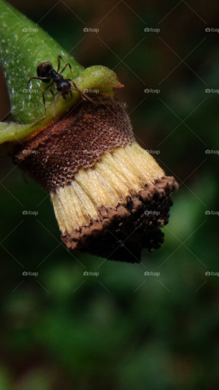 soursop flower