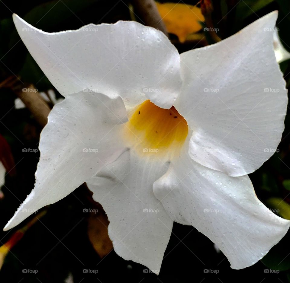 White flower
