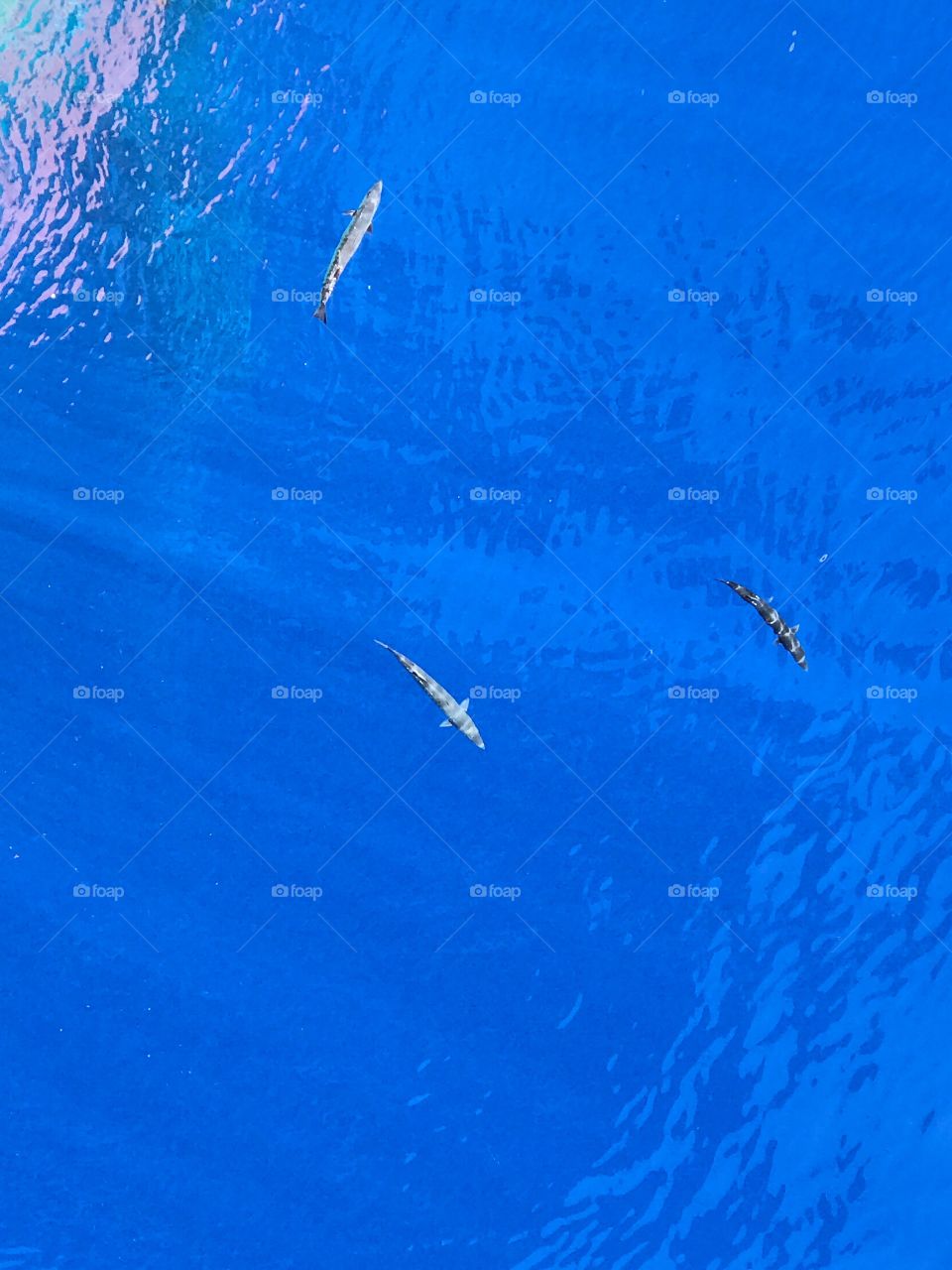 Water illuminating barracuda