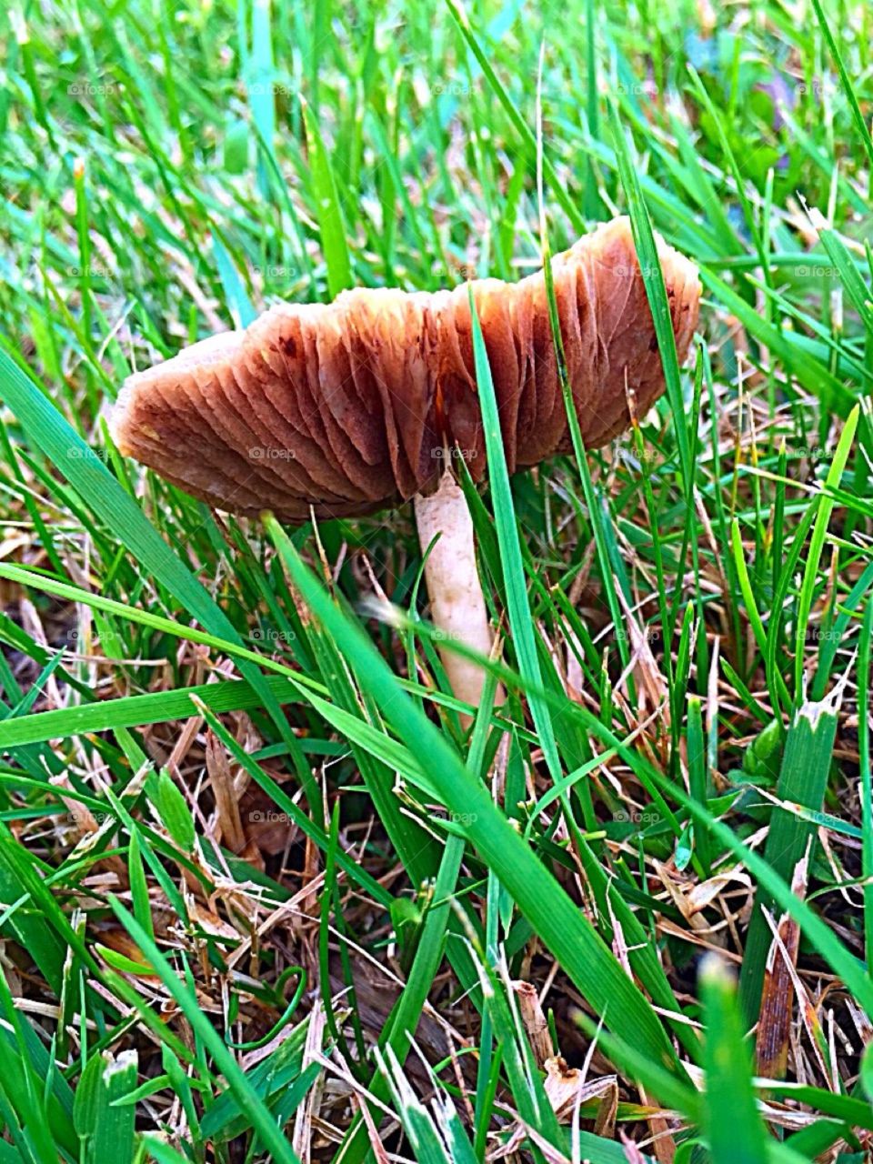 Pretty View. Wild Mushroom