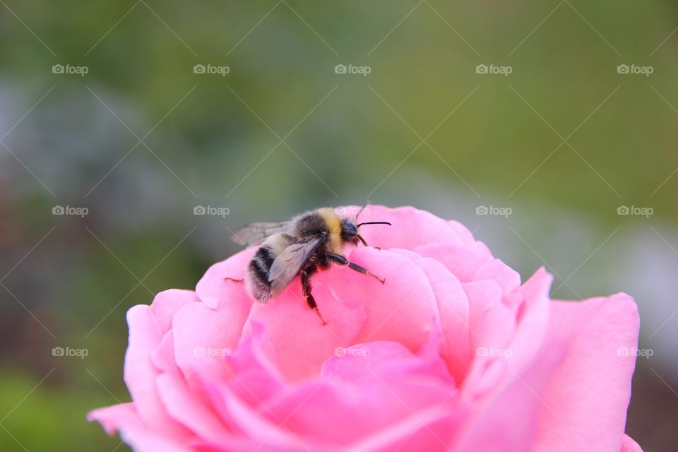 Flowers and bee