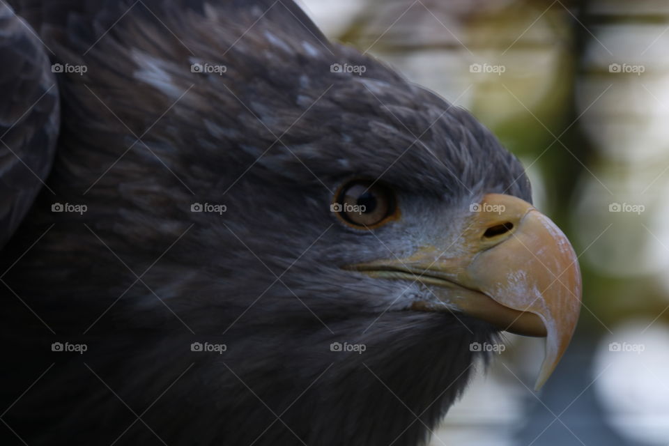 Eagle 