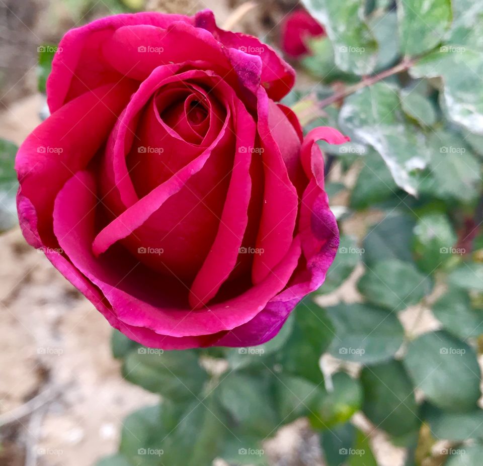 Red Rose Partially Opened