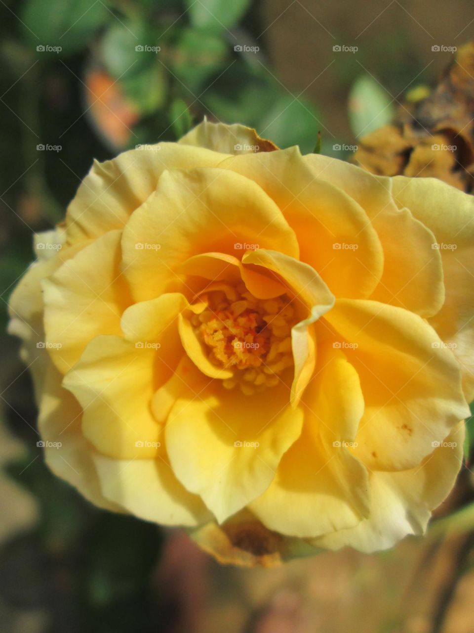 yellow rose