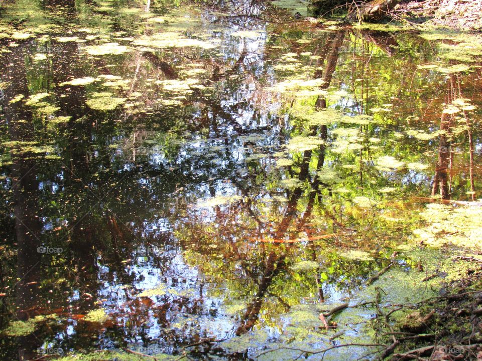 pond reflection