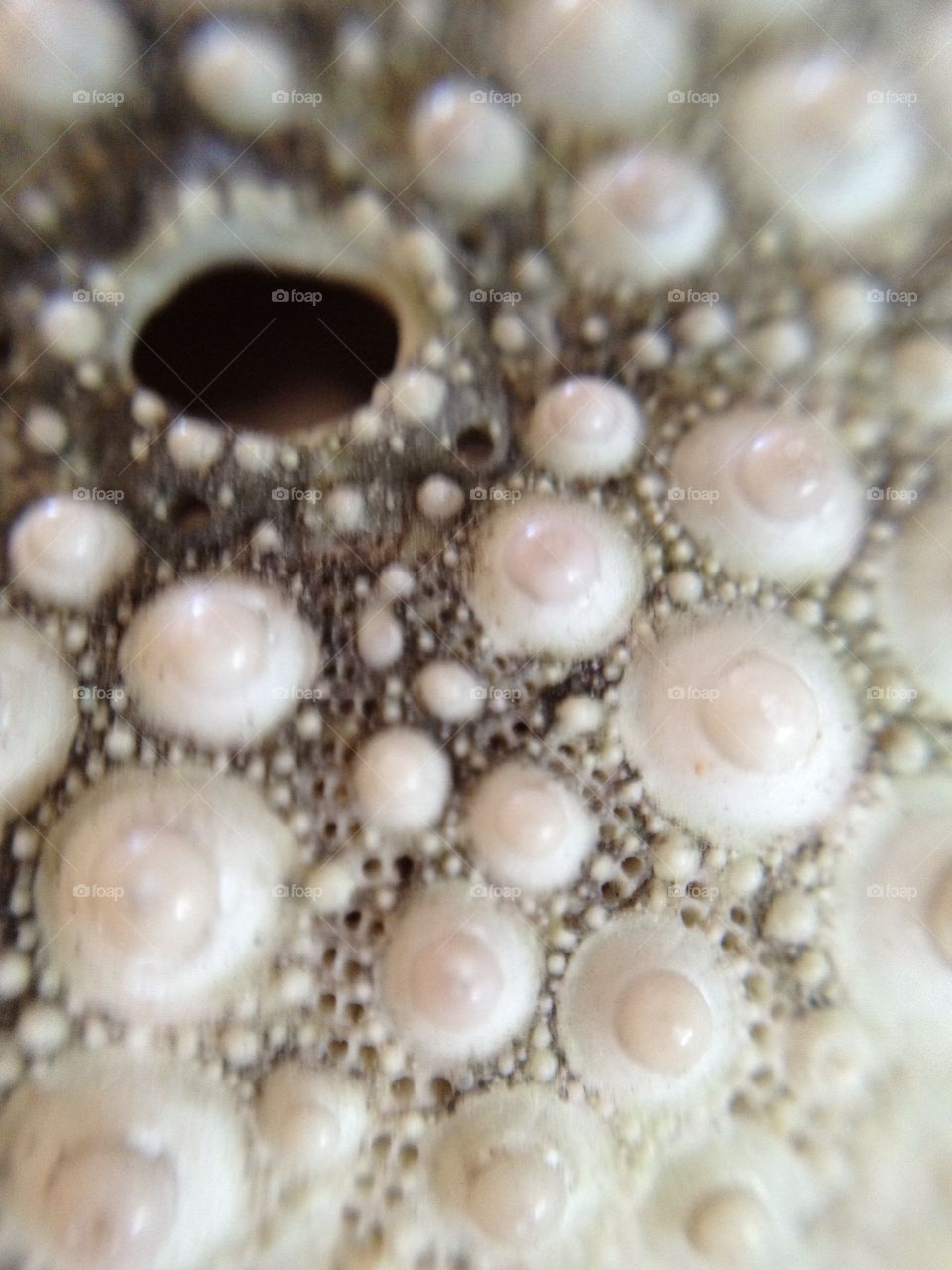 Close up view of sea urchin sea shell. 