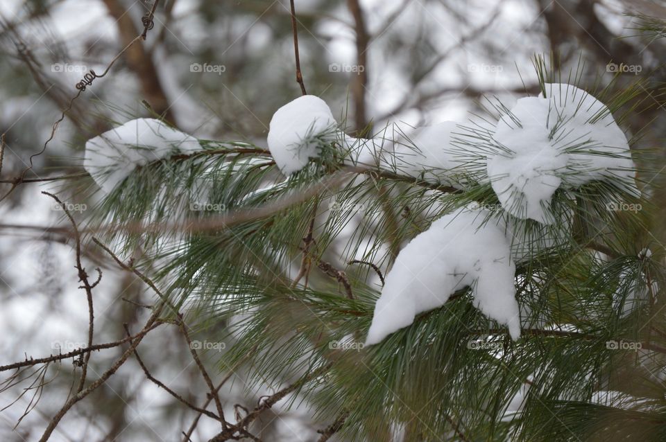 Snow on tree branch