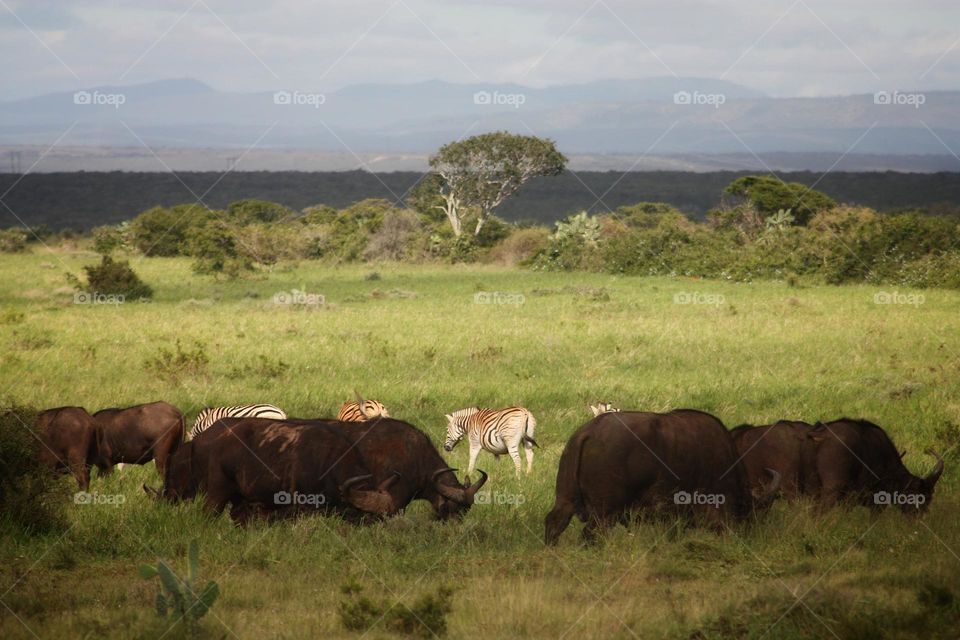 wildlife scene. buffelo and zebras