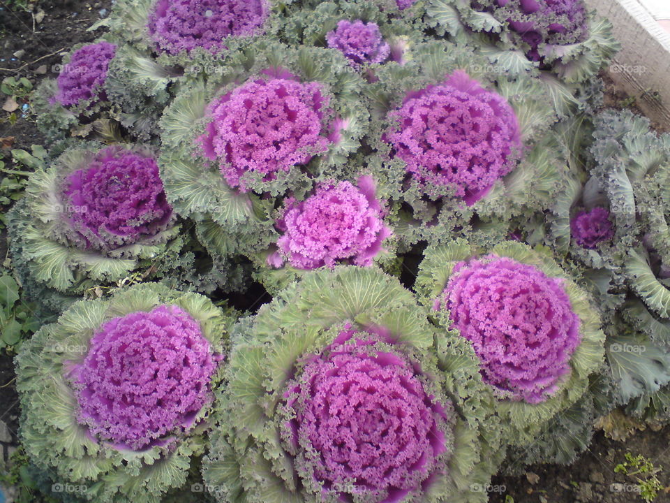 Unusual cabbage