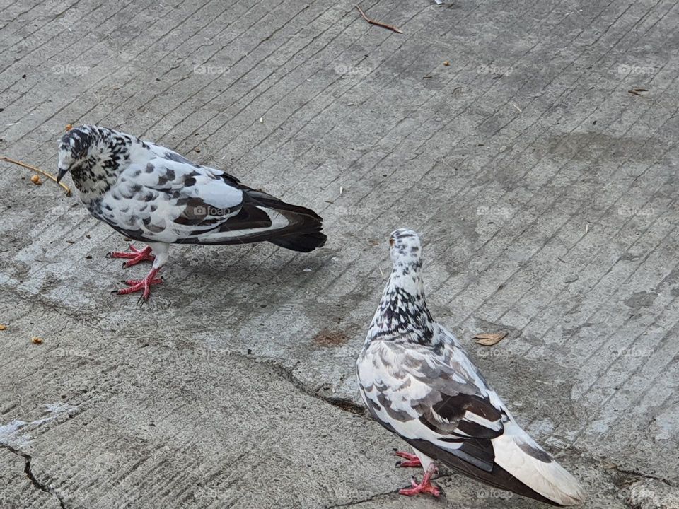 Two spotted pigeons