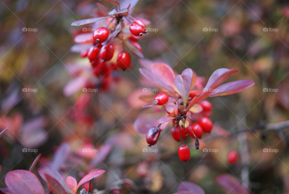 red autumn berry scarlet by Pahars