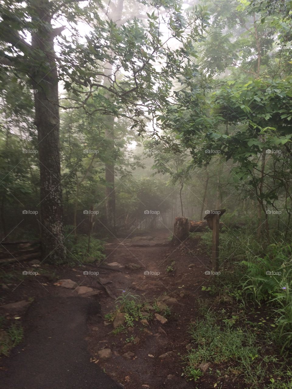 Fog in forest