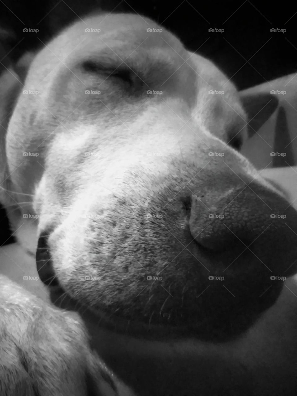 Hound Dog Snoozin'