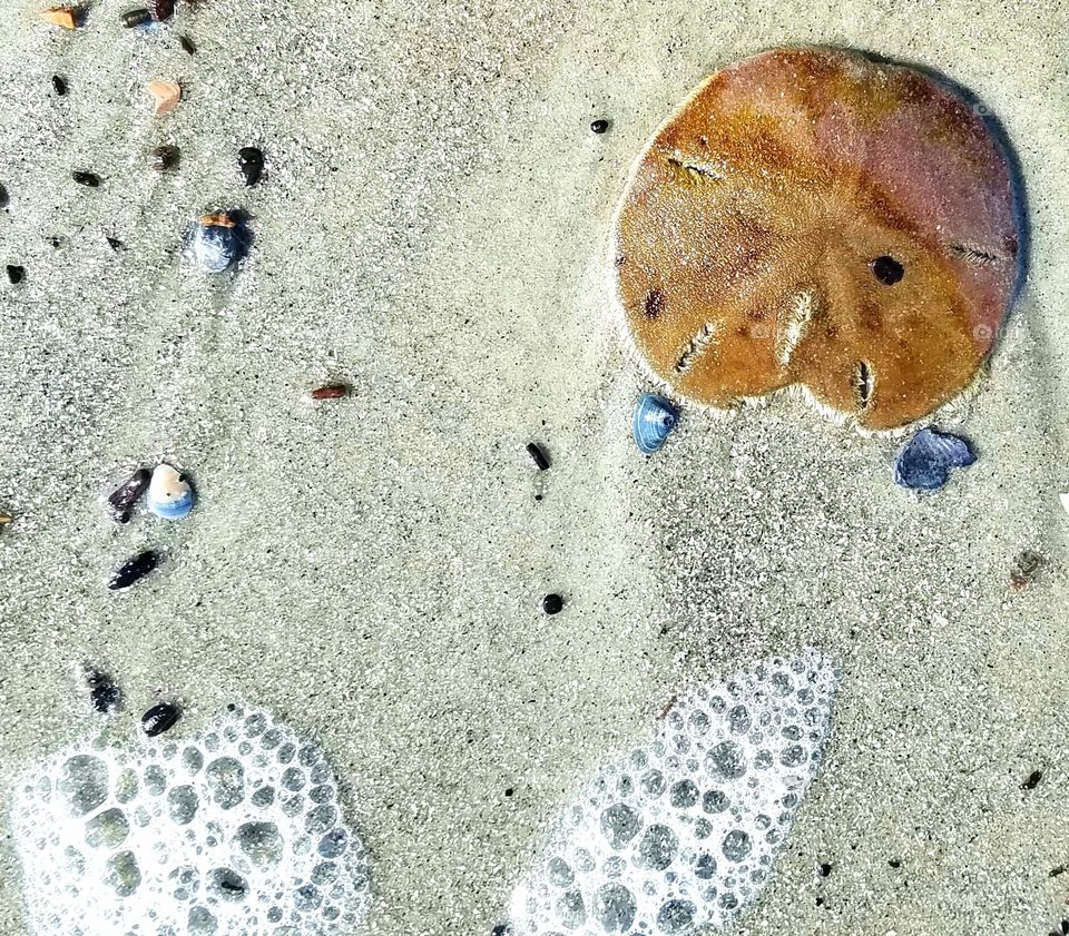 sand dollar on the beach