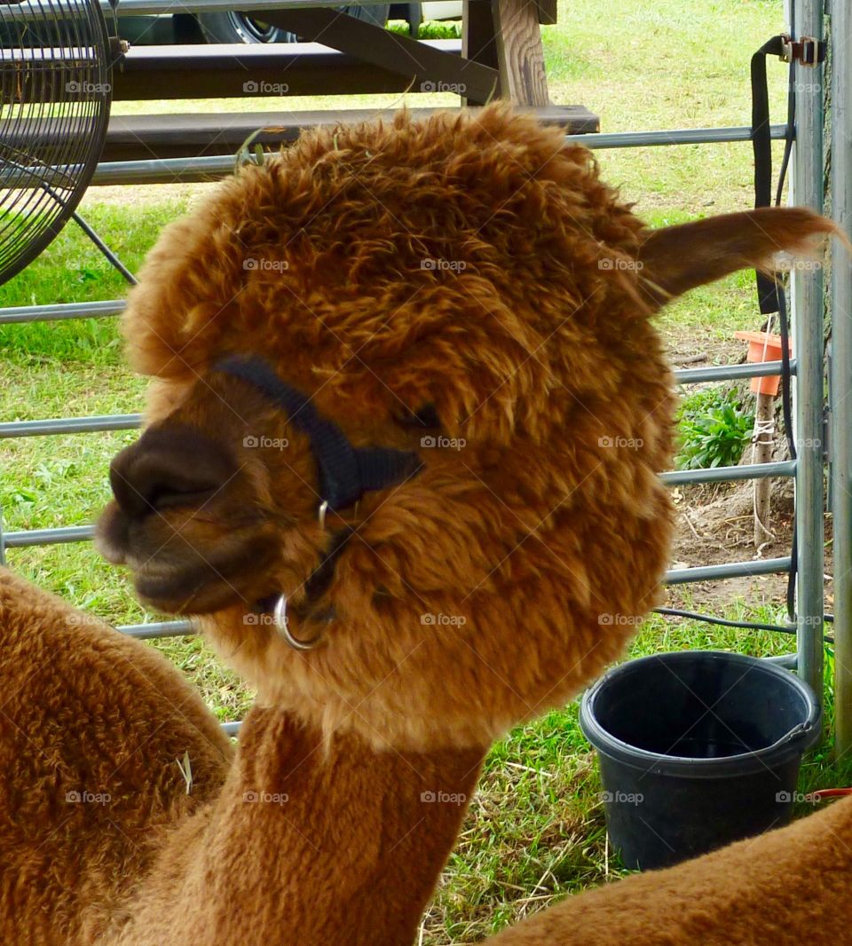 Bubble-headed Llama