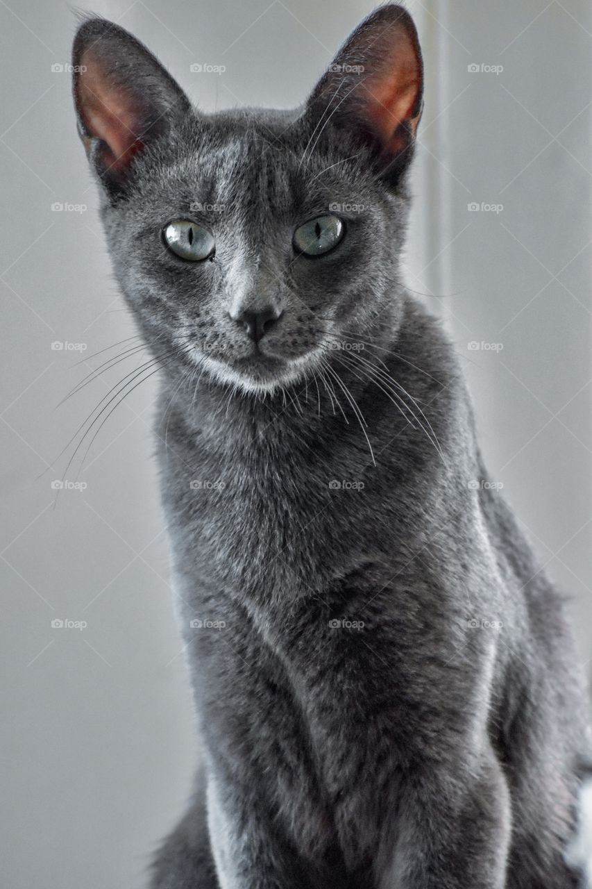 Russian Blue Kitty Cat