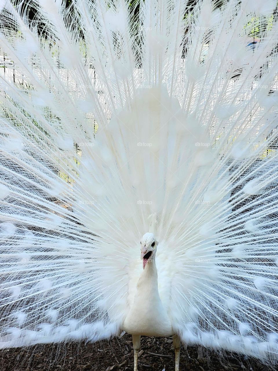 Rare White Peacock Yelling