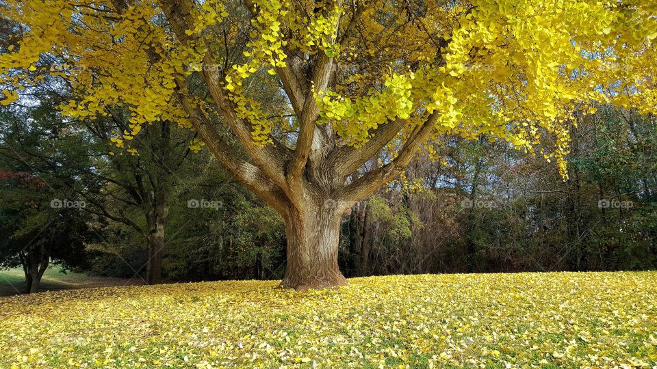 Big old ginkgo tree