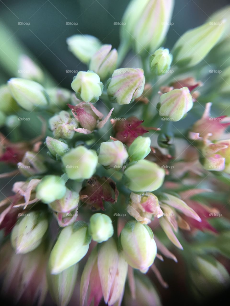 Macro photo of tiny buds