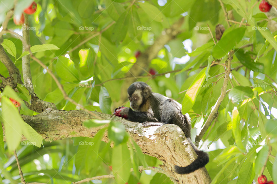 Nature of Brazil - Little monkey in lage Park in Rio de Janeiro.