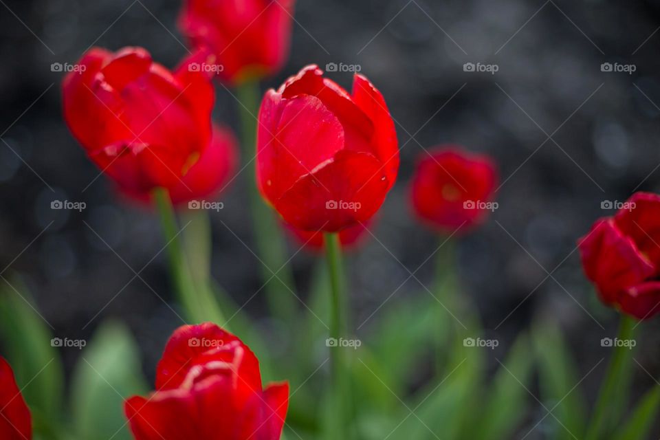 tulips