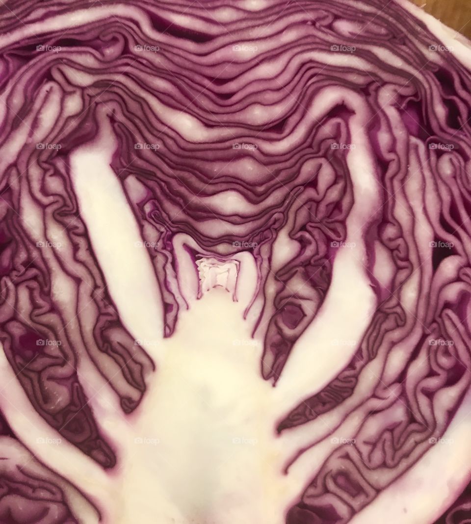 Cabbage 