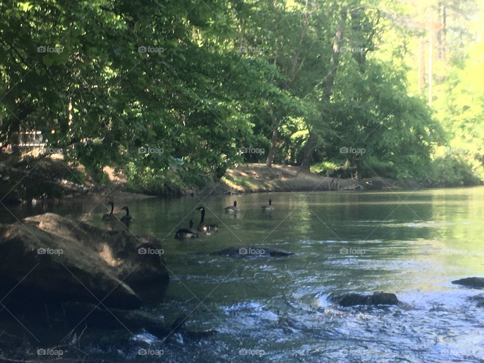 Ducks swimming in the Cartecay River in north Georgia.