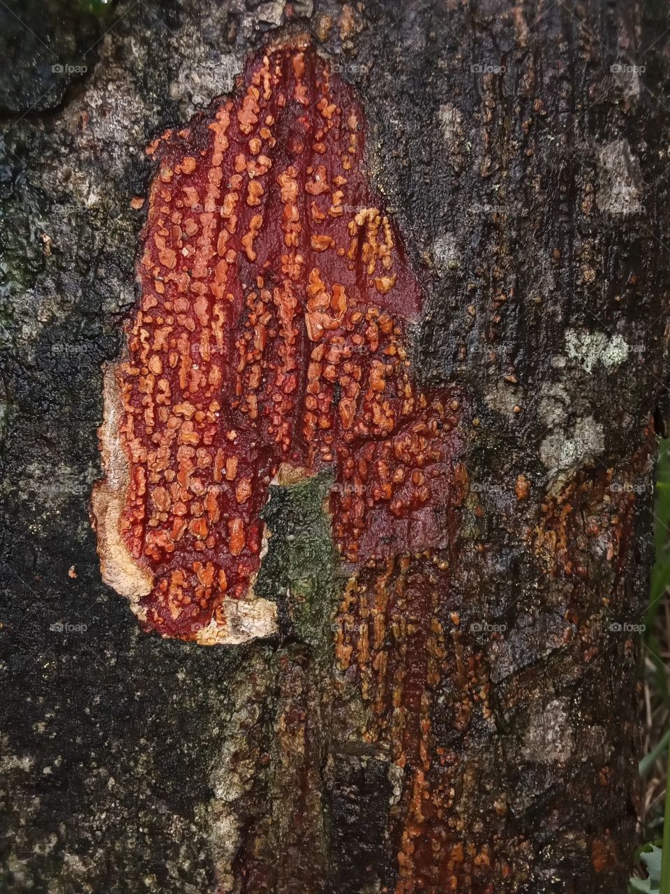 Design on a jack trunk