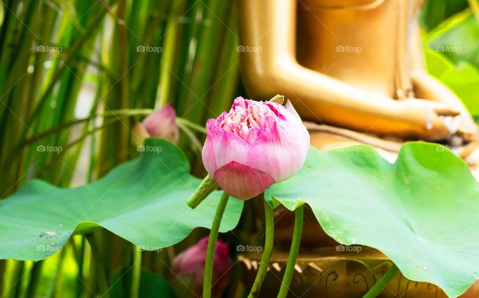 Pink lotus. Pink lotus in Thai Temple