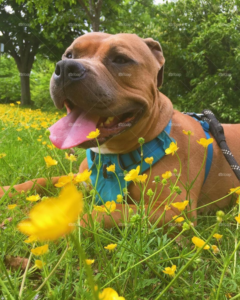 A dog is the perfect portrait subject. He doesn’t pose, he isn’t aware of the camera. Getting him to sit still though, now that’s the true challenge.