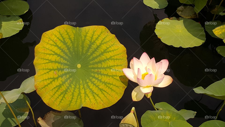 Water lily flower in pond
