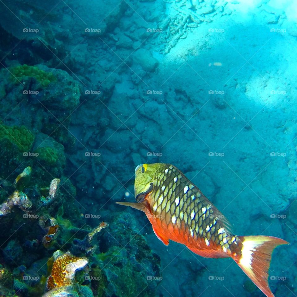 Fish on a reef off the coast of Key West. 