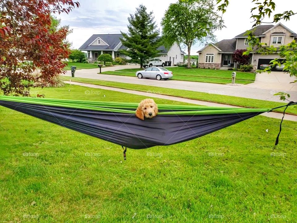 puppy in hammock
