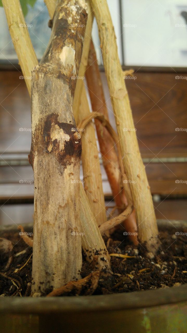 House plants in pots