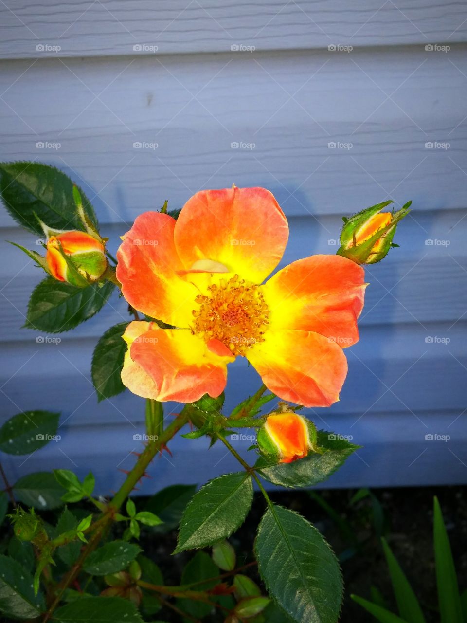 Orange Roses