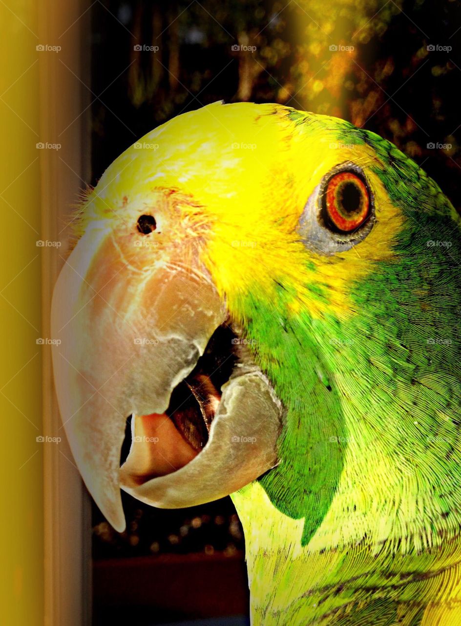 Amazon parrot 