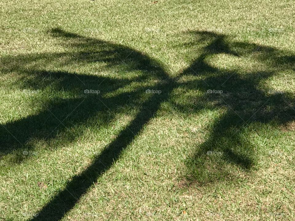 Palm TreeShadow 