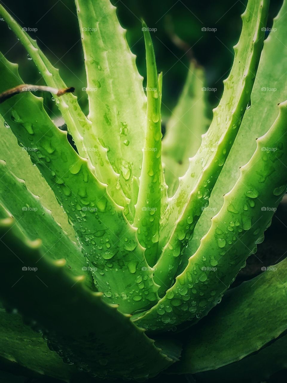 aloe vera plant